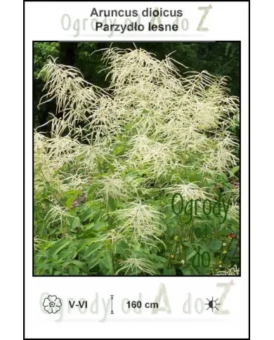 Aruncus-dioicus.jpg