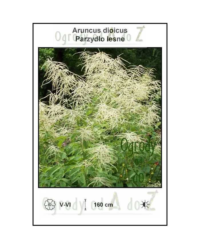 Aruncus-dioicus.jpg