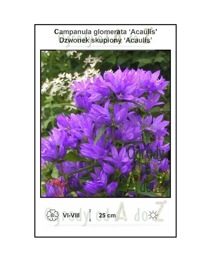 Campanula-glomerata-Acaulis.jpg Campanula-glomerata-Acaulis.jpg
