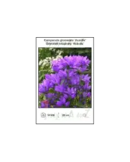 Campanula-glomerata-Acaulis.jpg Campanula-glomerata-Acaulis.jpg