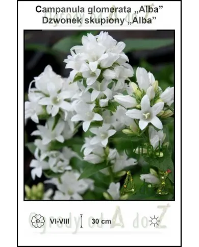 Campanula-glomerata-Alba.jpg Campanula-glomerata-Alba.jpg