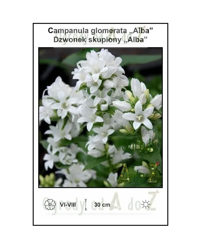 Campanula-glomerata-Alba.jpg Campanula-glomerata-Alba.jpg