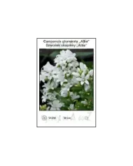 Campanula-glomerata-Alba.jpg