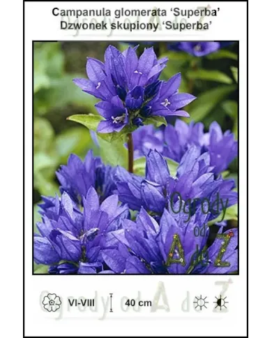 Campanula-glomerata-Superba.jpg Campanula-glomerata-Superba.jpg