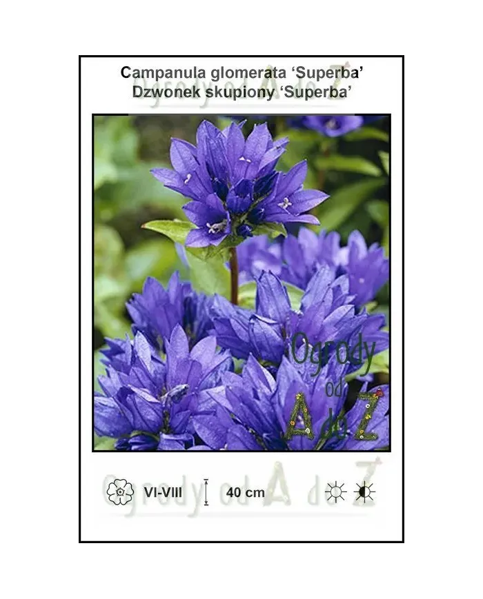 Campanula-glomerata-Superba.jpg