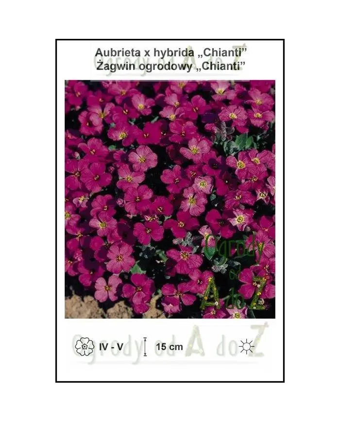 Aubrieta-x-hybrida-Chianti.jpg