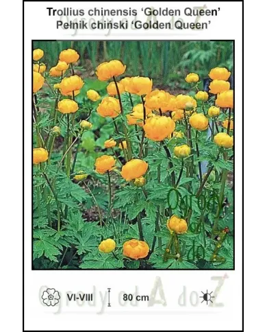 Trollius-chinensis-Golden-Queen.jpg