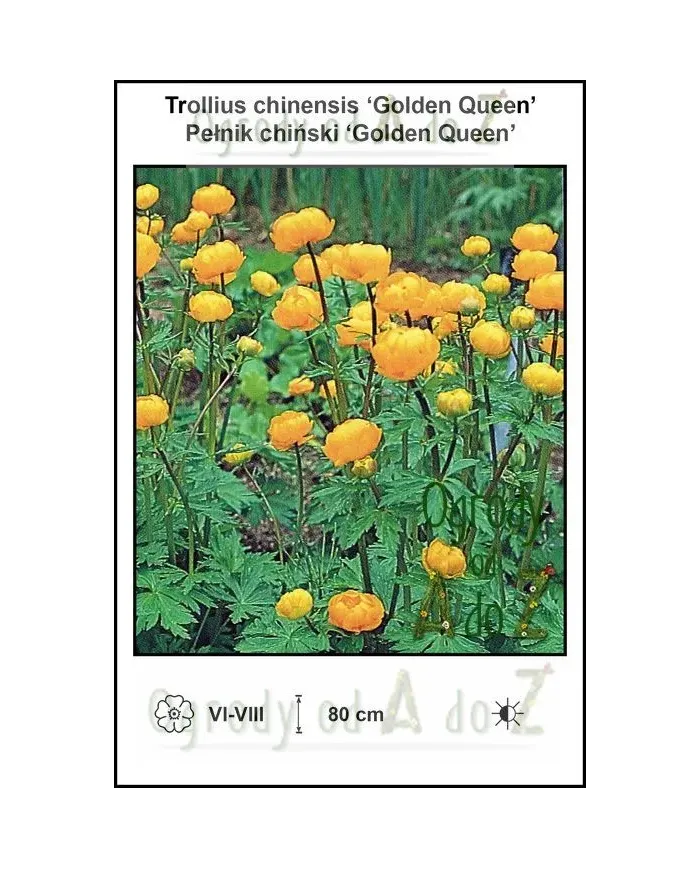 Trollius-chinensis-Golden-Queen.jpg