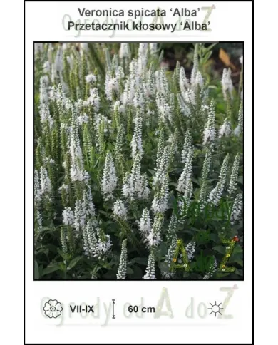 Veronica-spicata-Alba.jpg Veronica-spicata-Alba.jpg