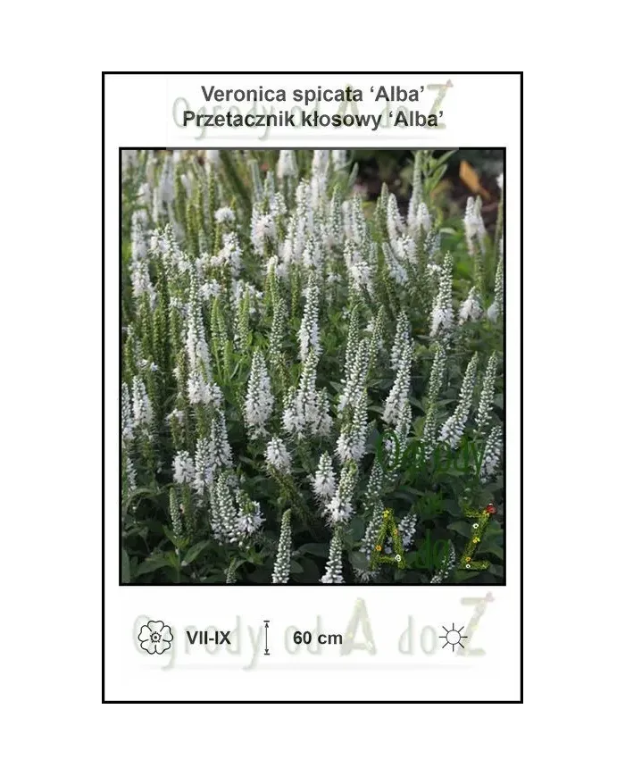 Veronica-spicata-Alba.jpg