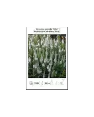 Veronica-spicata-Alba.jpg