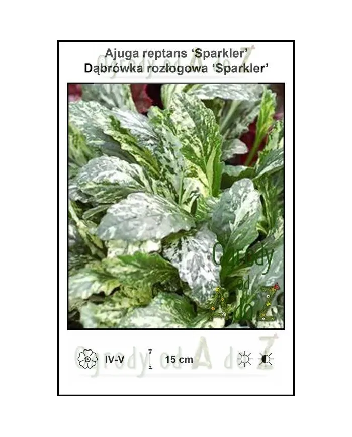 Ajuga-reptans-Sparkler.jpg