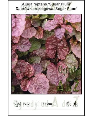 Ajuga-reptans-Sugar-Plum.jpg