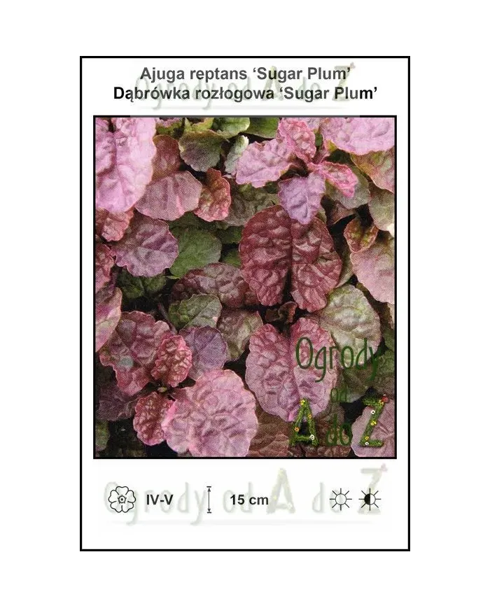 Ajuga-reptans-Sugar-Plum.jpg