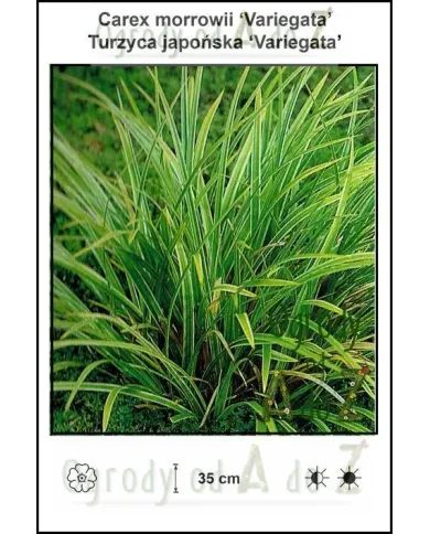 Carex-morrowii-Variegata.jpg