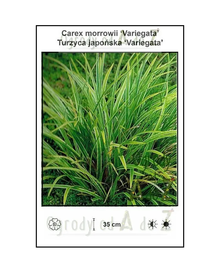 Carex-morrowii-Variegata.jpg