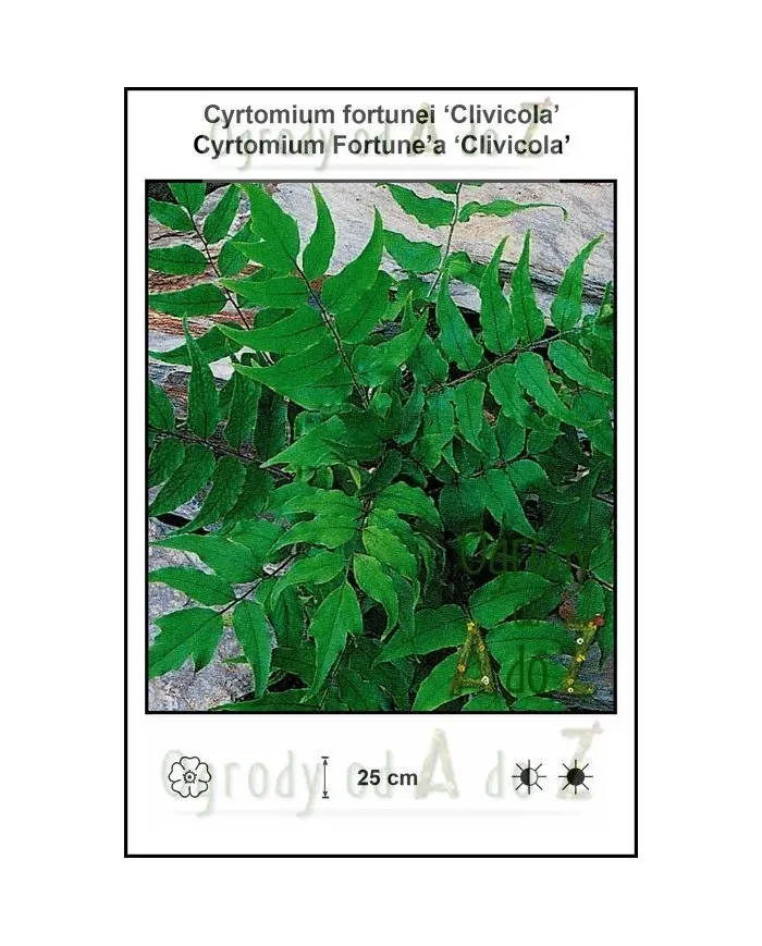 Cyrtomium-fortunei-Clivicola.jpg