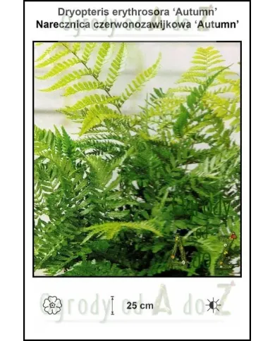 Dryopteris-erythrosora-Autumn.jpg
