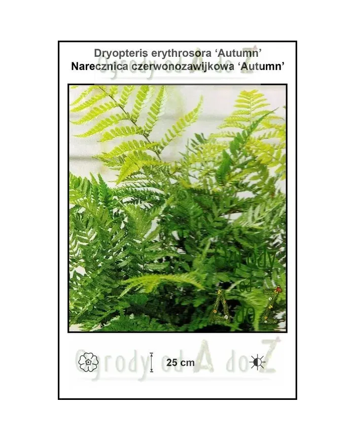 Dryopteris-erythrosora-Autumn.jpg