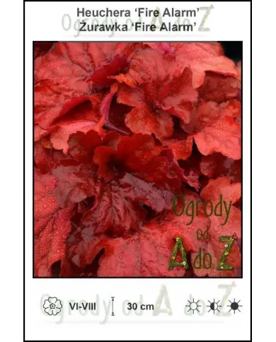 Heuchera-Fire-Alarm.jpg Heuchera-Fire-Alarm.jpg