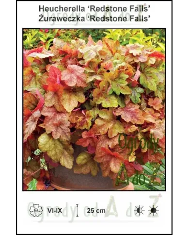 Heucherella-Redstone-Falls.jpg Heucherella-Redstone-Falls.jpg
