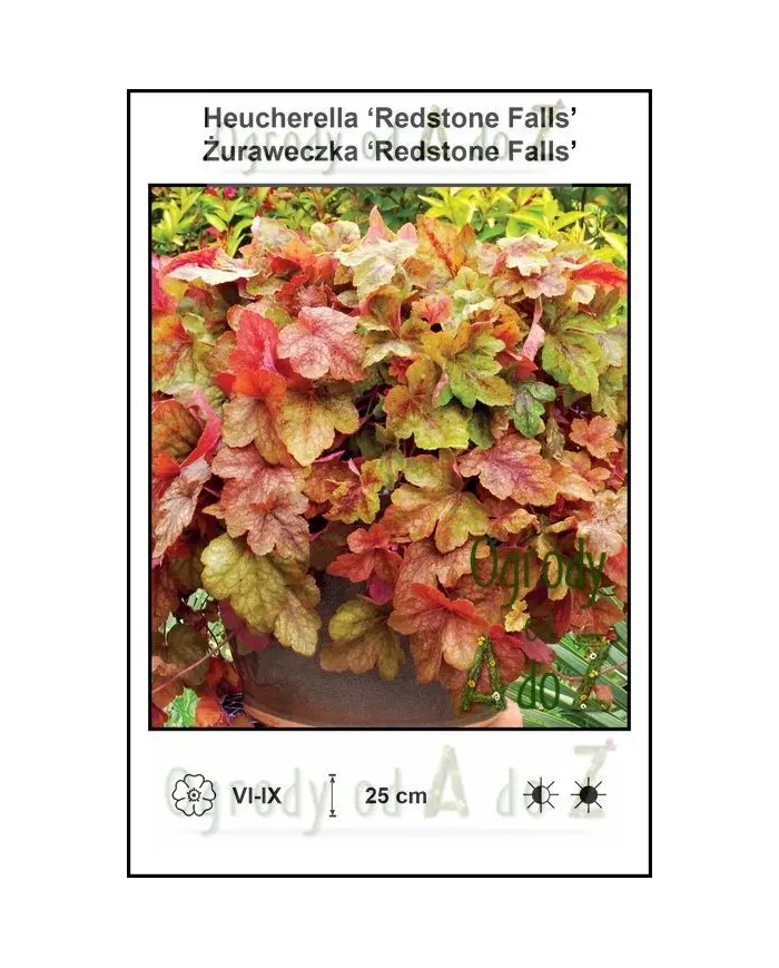 Heucherella-Redstone-Falls.jpg Heucherella-Redstone-Falls.jpg