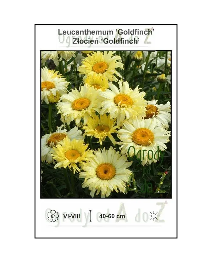 Leucanthemum-Goldfinch.jpg Leucanthemum-Goldfinch.jpg