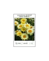 Leucanthemum-Goldfinch.jpg Leucanthemum-Goldfinch.jpg