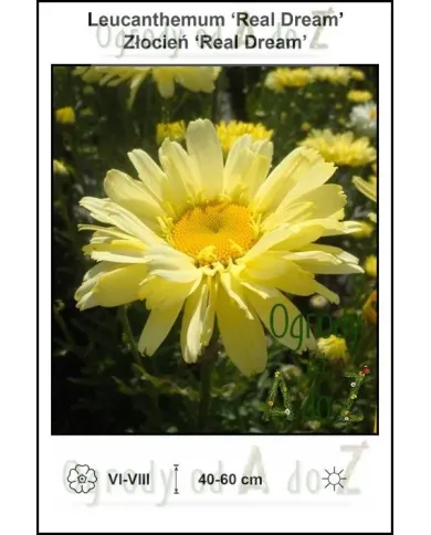 Leucanthemum-Real-Dream.jpg