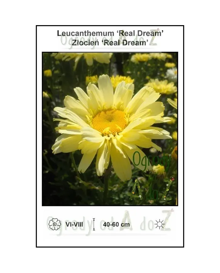 Leucanthemum-Real-Dream.jpg Leucanthemum-Real-Dream.jpg