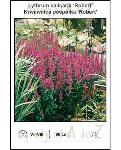 Lythrum-salicaria-Robert.jpg