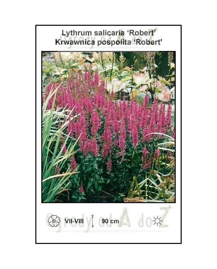 Lythrum-salicaria-Robert.jpg