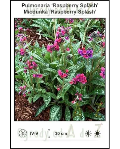 Pulmonaria-Raspberry-Splash.jpg