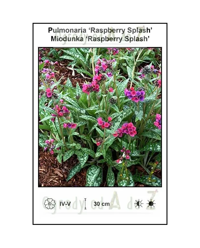 Pulmonaria-Raspberry-Splash.jpg