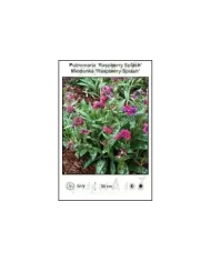 Pulmonaria-Raspberry-Splash.jpg