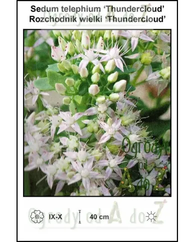 Sedum-telephium-Thundercloud.jpg Sedum-telephium-Thundercloud.jpg