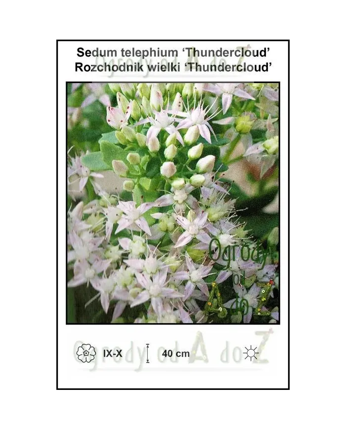 Sedum-telephium-Thundercloud.jpg