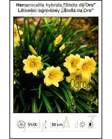 Hemorocallis-hybrida-Stella-de-Oro.jpg Hemorocallis-hybrida-Stella-de-Oro.jpg