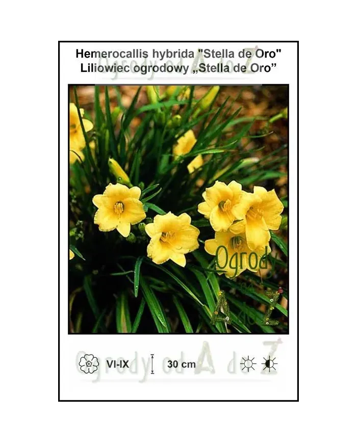 Hemorocallis-hybrida-Stella-de-Oro.jpg
