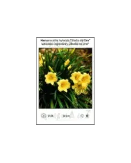 Hemorocallis-hybrida-Stella-de-Oro.jpg