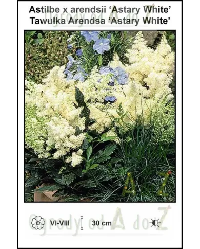 Astilbe-x-arendsii-Astary-White.jpg