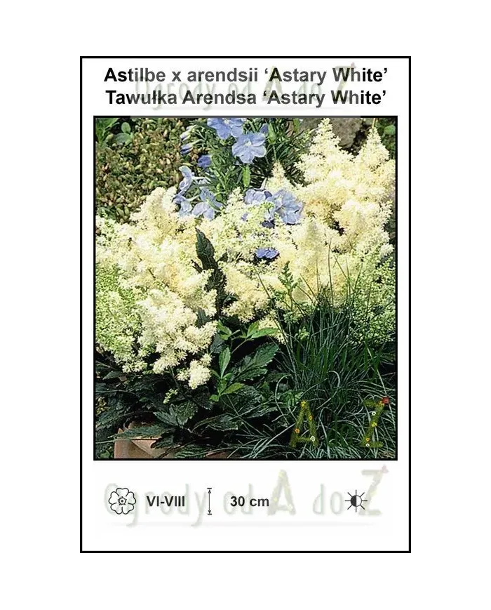 Astilbe-x-arendsii-Astary-White.jpg