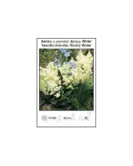 Astilbe-x-arendsii-Astary-White.jpg