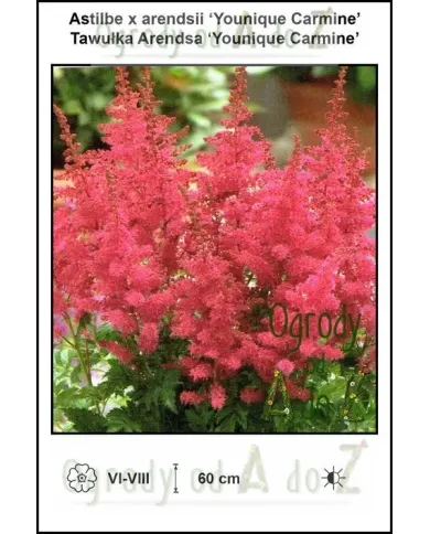 Astilbe-x-arendsii-Younique-Carmine.jpg