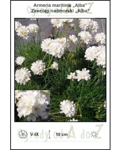 Armeria-maritima-Alba.jpg