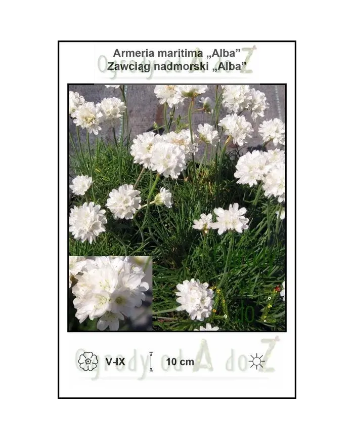 Armeria-maritima-Alba.jpg