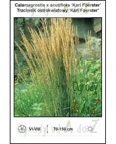 Calamagrostis-x-acutiflora-Karl-Foerster.jpg Calamagrostis-x-acutiflora-Karl-Foerster.jpg