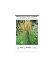Calamagrostis-x-acutiflora-Karl-Foerster.jpg