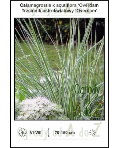Calamagrostis-x-acutiflora-Overdam.jpg Calamagrostis-x-acutiflora-Overdam.jpg