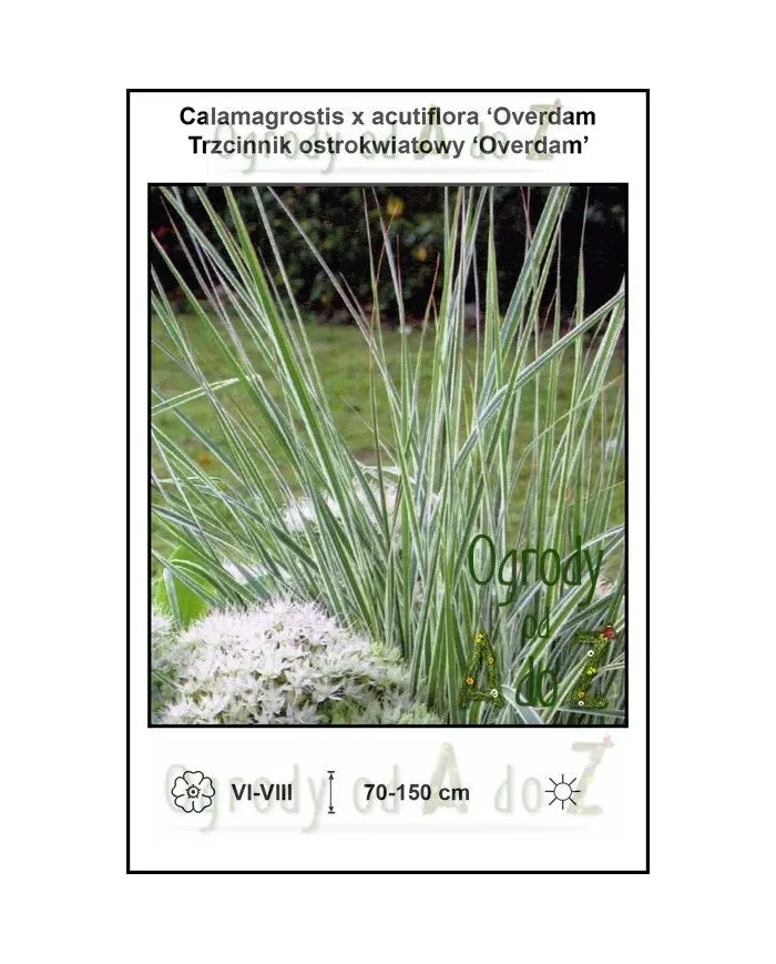 Calamagrostis-x-acutiflora-Overdam.jpg Calamagrostis-x-acutiflora-Overdam.jpg